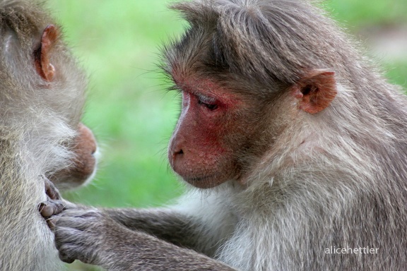 Indischer Hutaffe (Macaca radiata)